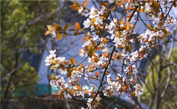 春暖花開，等你歸來——邀你云賞南新春景，以慰思念